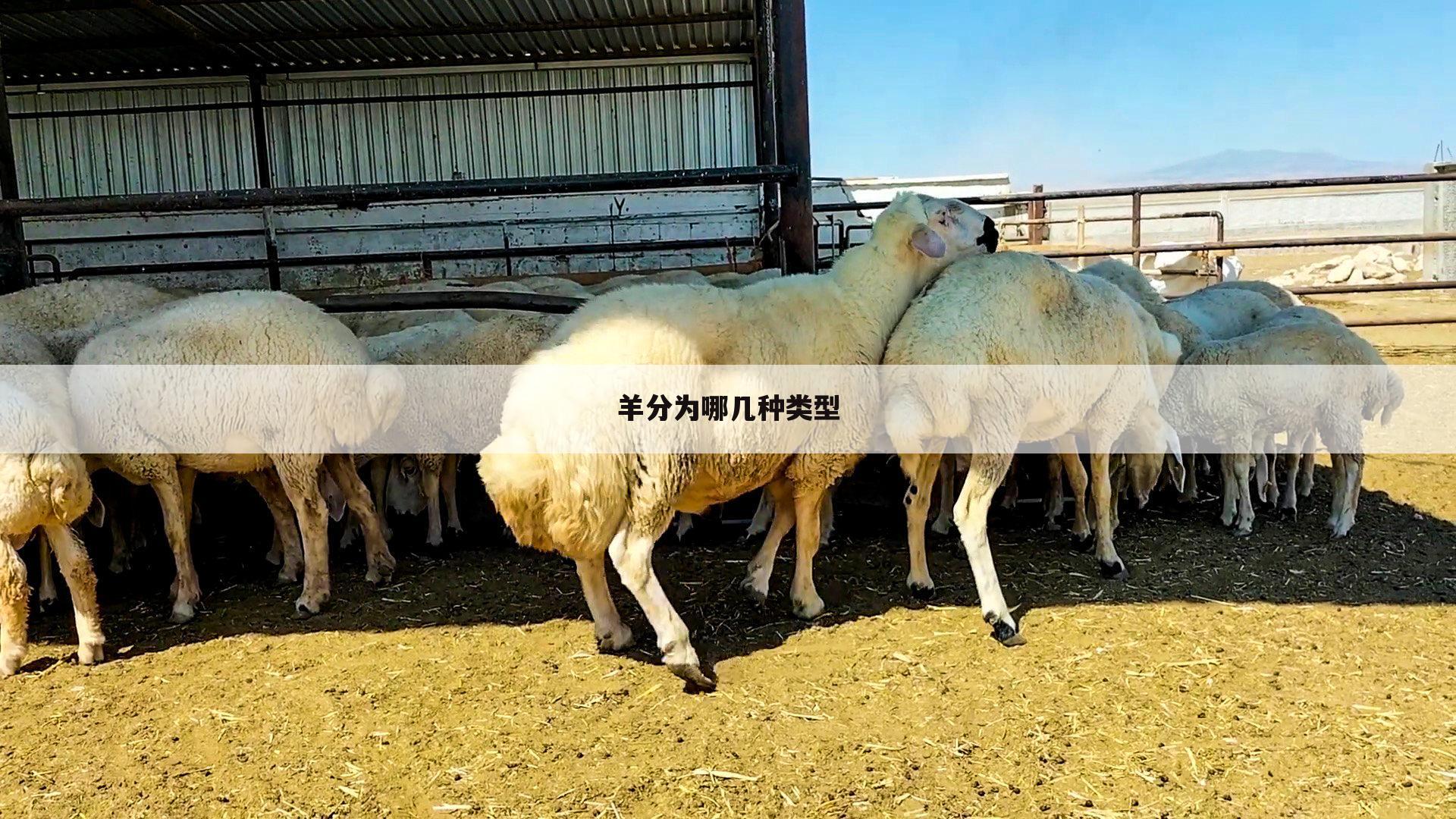 羊分为哪几种类型