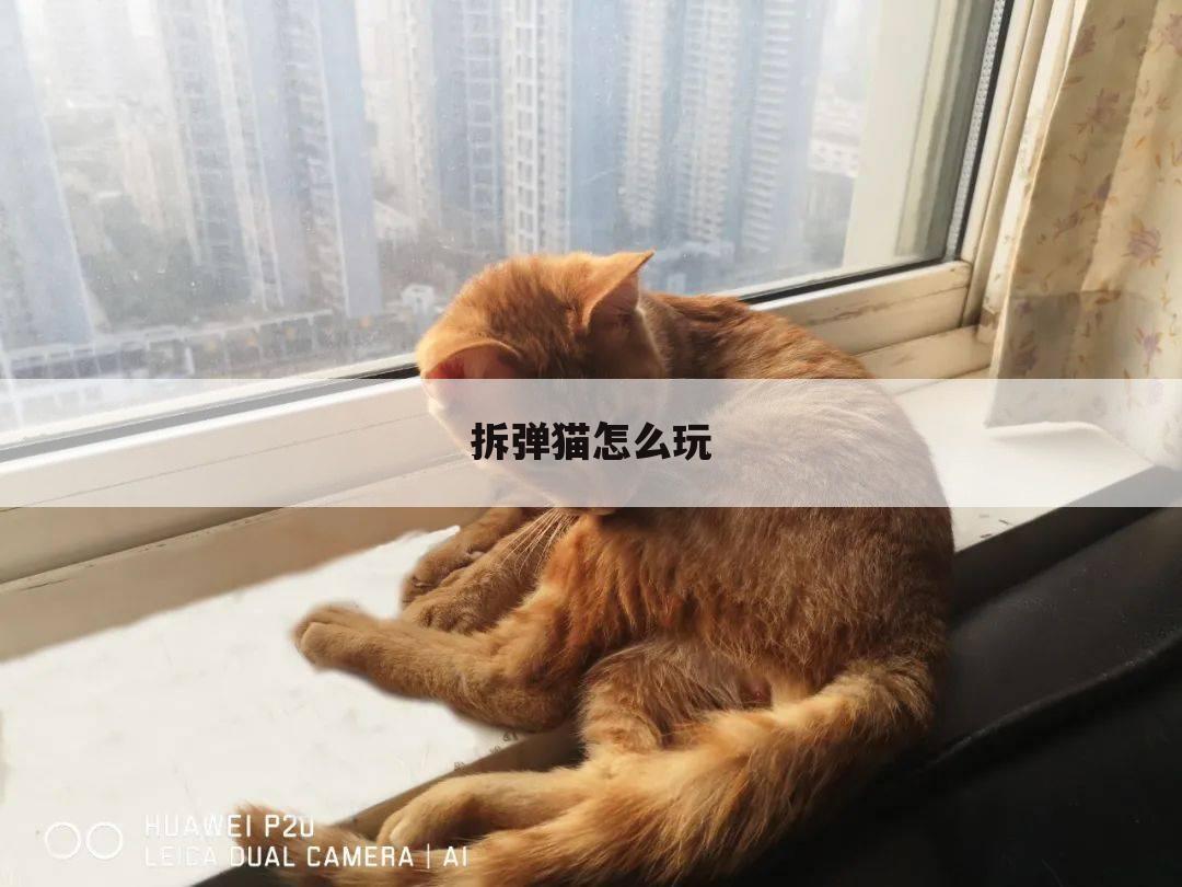 拆弹猫怎么玩