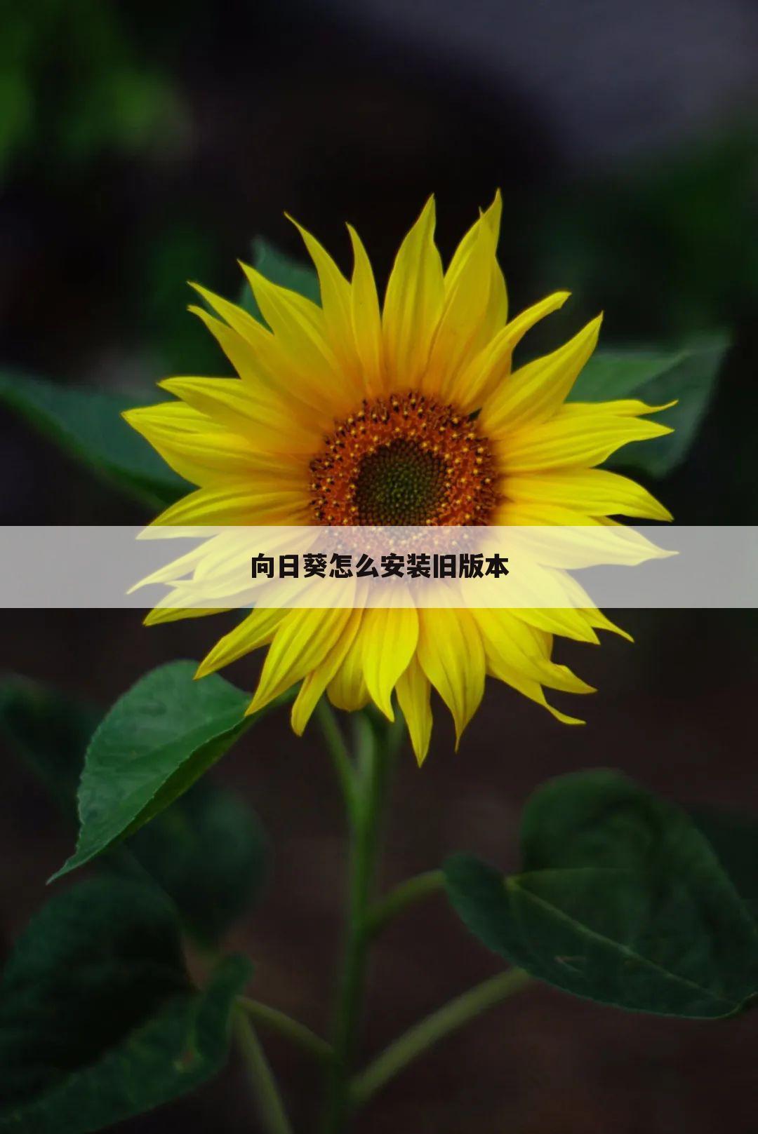 向日葵怎么安装旧版本