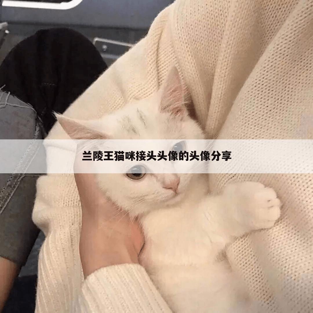 兰陵王猫咪接头头像的头像分享