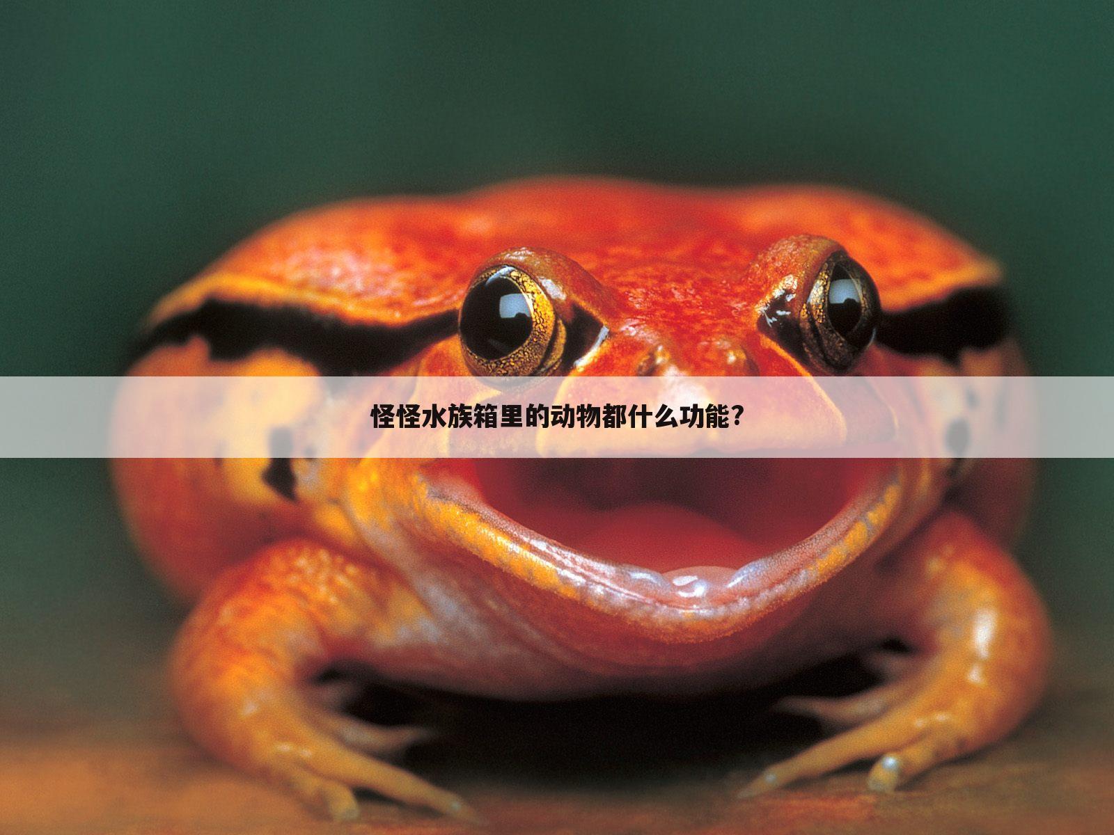 怪怪水族箱里的动物都什么功能?
