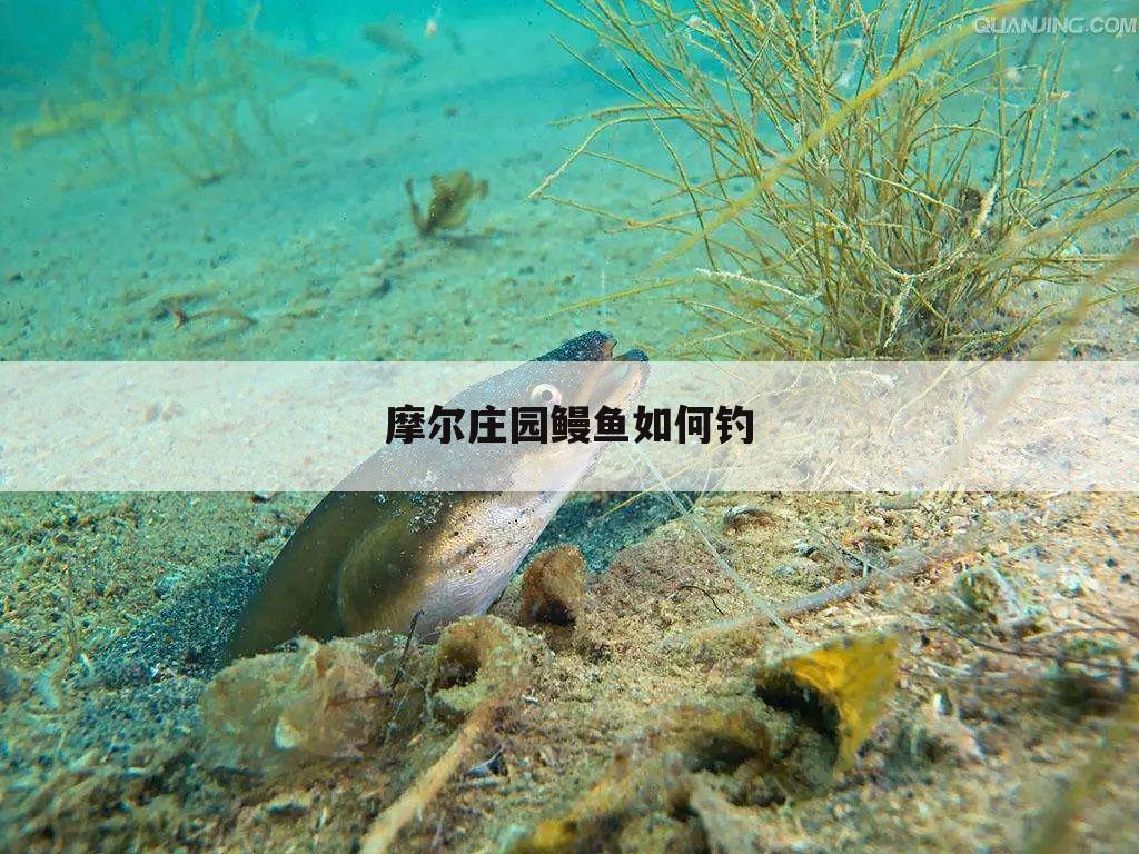 摩尔庄园鳗鱼如何钓