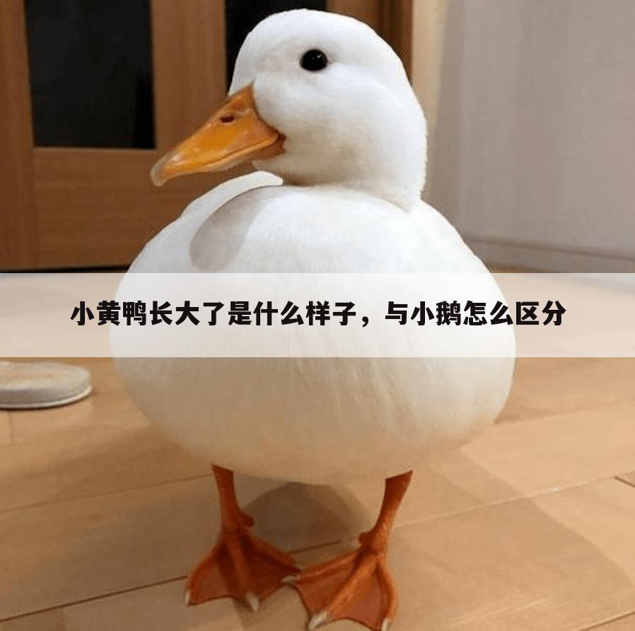 小黄鸭长大了是什么样子，与小鹅怎么区分