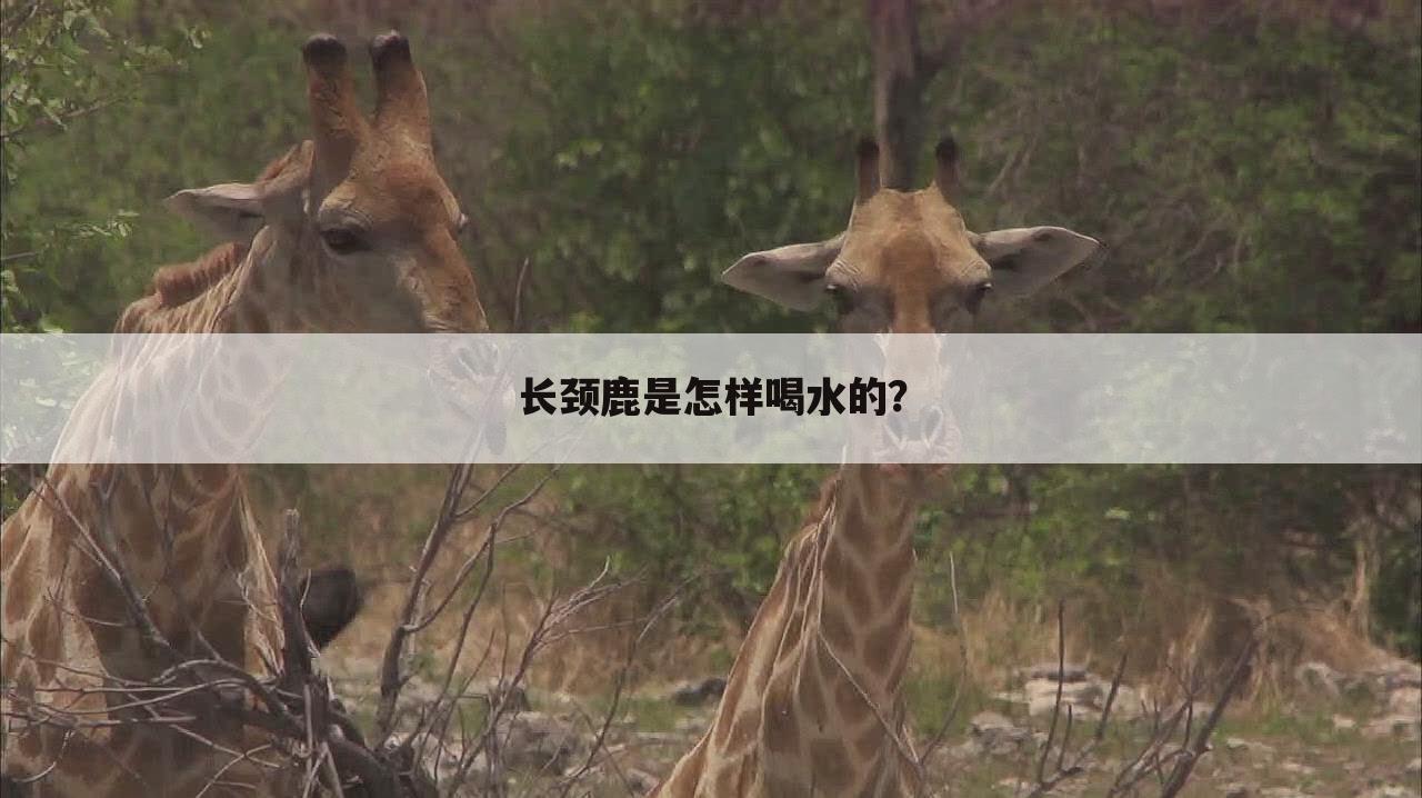 长颈鹿是怎样喝水的?