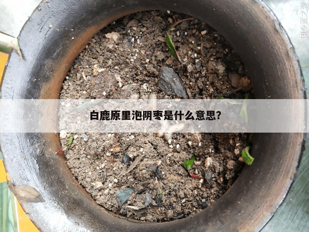 白鹿原里泡阴枣是什么意思?