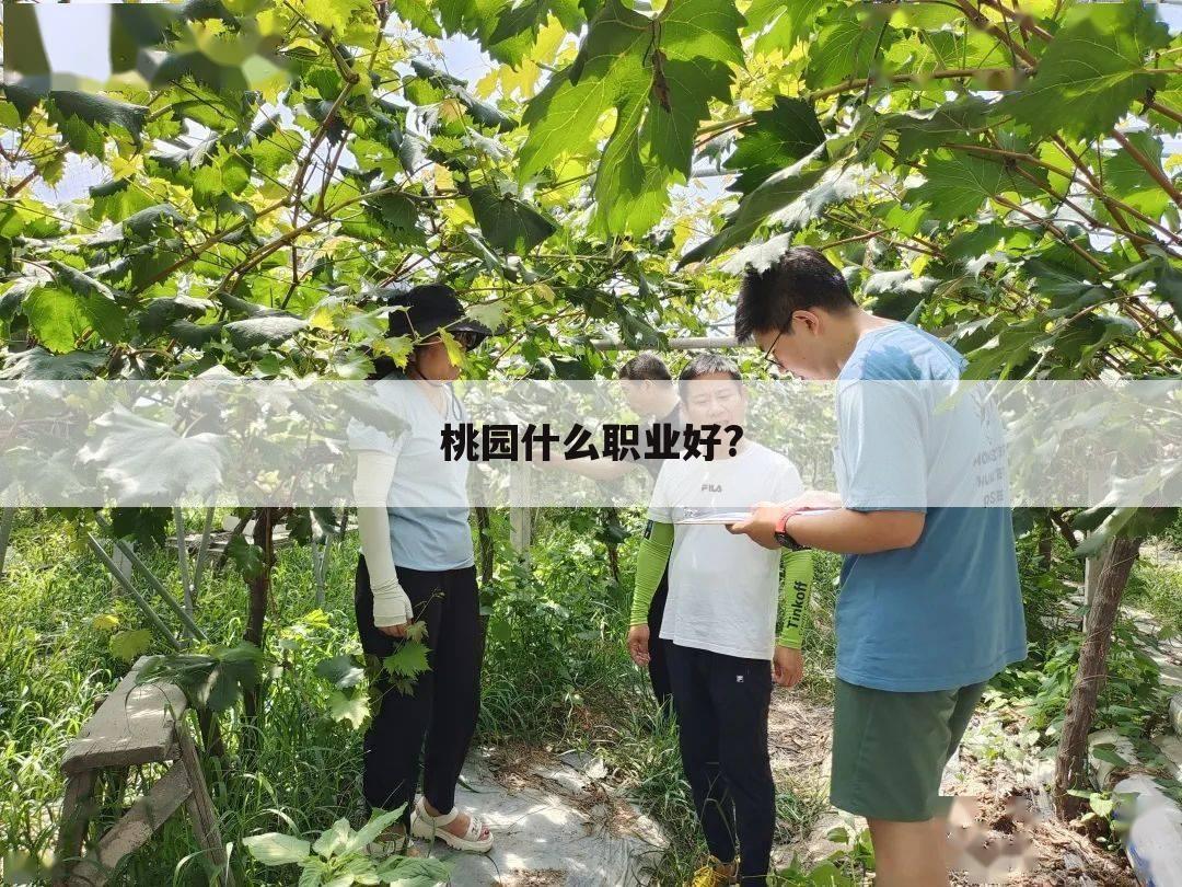桃园什么职业好?